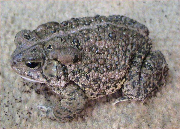 Woodhouse's toad httpsuploadwikimediaorgwikipediacommons99