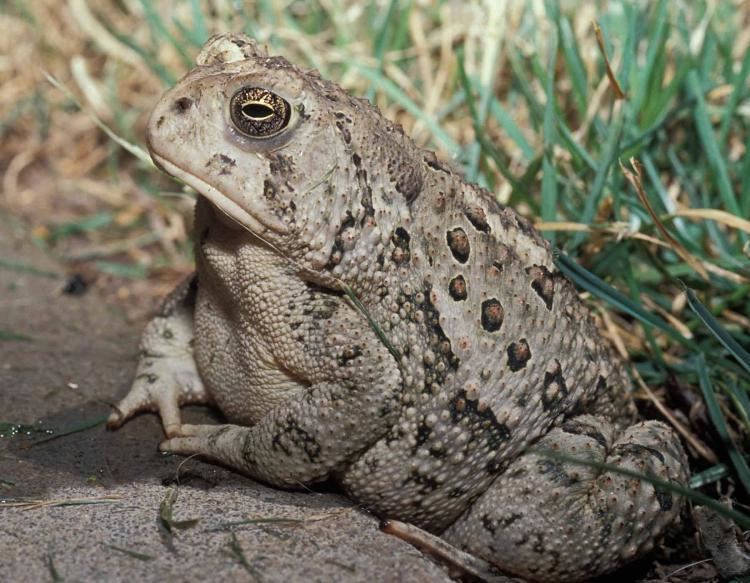 Woodhouse's toad Woodhouses Toad MDC Discover Nature