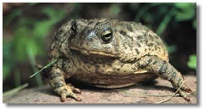 Woodhouse's toad Woodhouses Toad DesertUSA