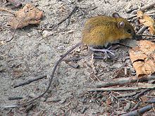 Woodland jumping mouse httpsuploadwikimediaorgwikipediacommonsthu