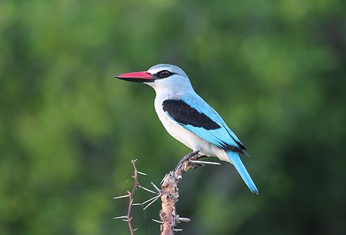 Woodland kingfisher Surfbirds Online Photo Gallery Search Results