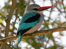 Woodland kingfisher httpsuploadwikimediaorgwikipediacommonsthu