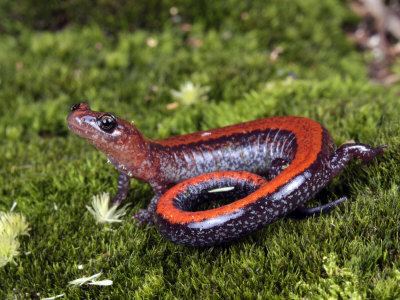 Woodland salamander httpssmediacacheak0pinimgcomoriginals24