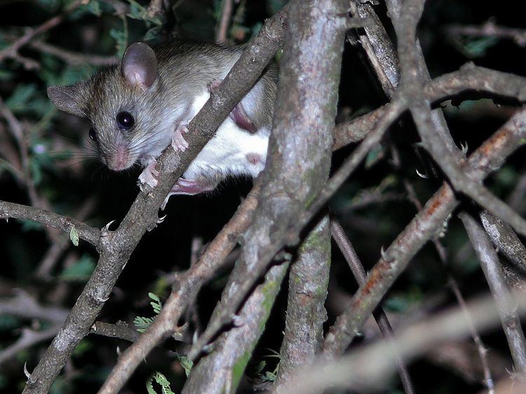 Woodland thicket rat