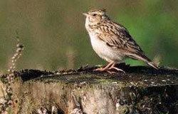 Woodlark Woodlark England