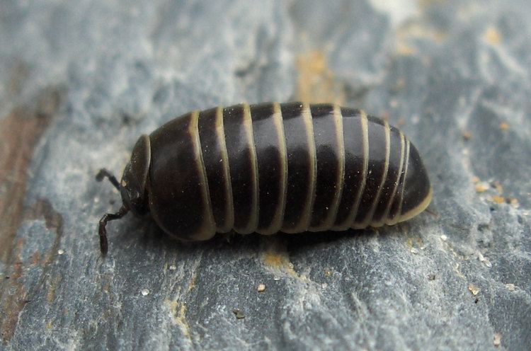 Woodlouse Woodlouse Wikipedia