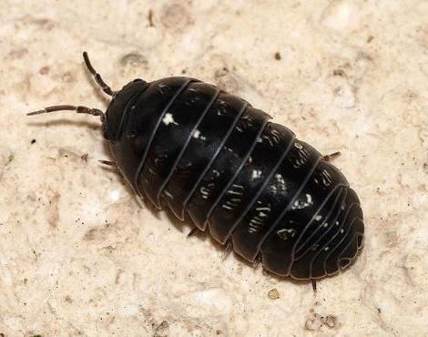 Woodlouse Woodlouse Oniscidea Animals AZ Animals