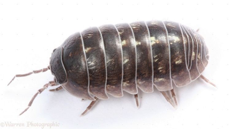 Woodlouse Woodlouse photo WP06718