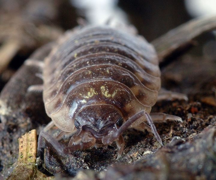 Woodlouse Woodlouse Oniscidea Animals AZ Animals