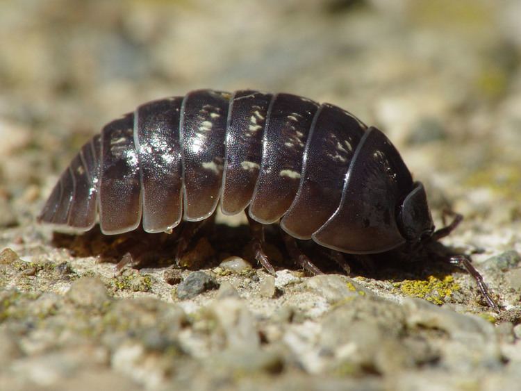 Woodlouse Woodlouse Wikipedia