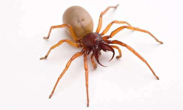 Woodlouse spider Hairy scary and lethal how dangerous are Britains household