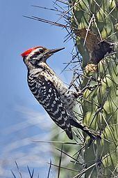 Woodpecker httpsuploadwikimediaorgwikipediacommonsthu