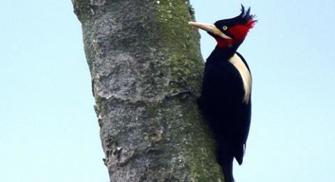 Woodpecker Woodpeckers Basic Facts About Woodpeckers Defenders of Wildlife
