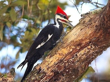 Woodpecker Pileated Woodpecker Identification All About Birds Cornell Lab
