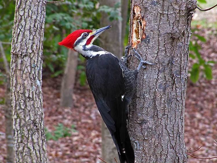 Woodpecker Woodpecker and his jackhammer Steemit
