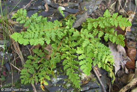 Woodsia ilvensis Woodsia ilvensis