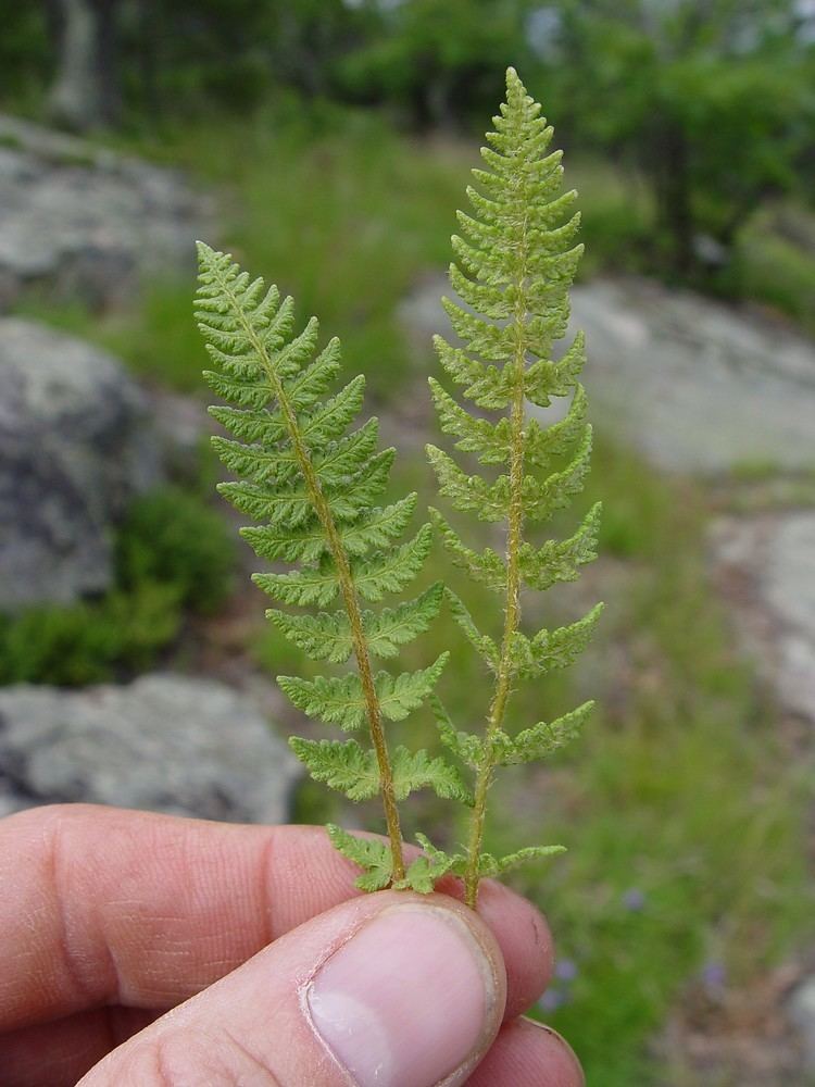 Woodsia ilvensis Woodsia ilvensis rusty cliff fern Go Botany