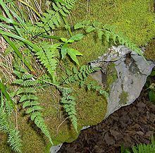 Woodsia obtusa httpsuploadwikimediaorgwikipediacommonsthu