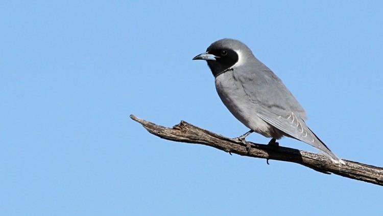 Woodswallow Masked Woodswallow Bushpea 612