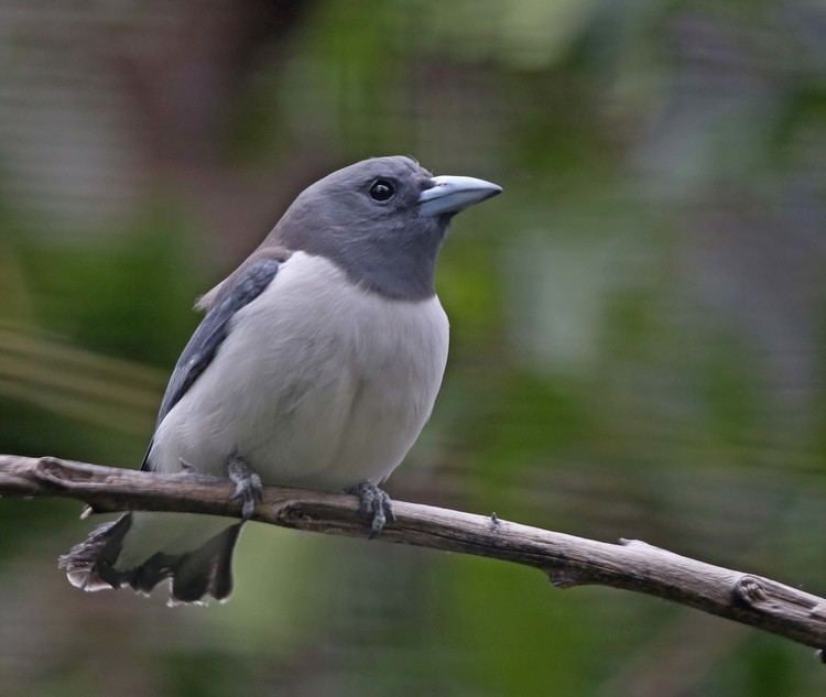 Woodswallow Whitebreasted Woodswallow Artamus leucorynchus Indonesia to