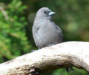 Woodswallow httpsuploadwikimediaorgwikipediacommonsthu