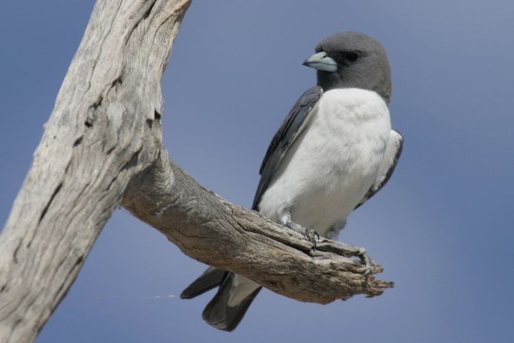 Woodswallow Whitebreasted Woodswallow BIRDS in BACKYARDS