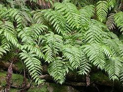 Woodwardia radicans Woodwardia radicans Wikipdia a enciclopdia livre