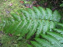 Woodwardia radicans httpsuploadwikimediaorgwikipediacommonsthu