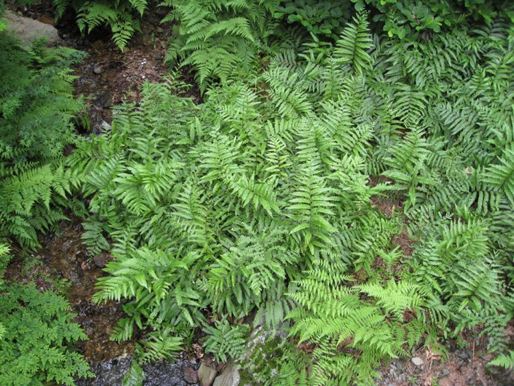 Woodwardia virginica Online Plant Guide Woodwardia virginica Virginia Chain Fern