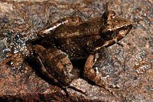 Woodworth's frog httpsuploadwikimediaorgwikipediacommonsthu