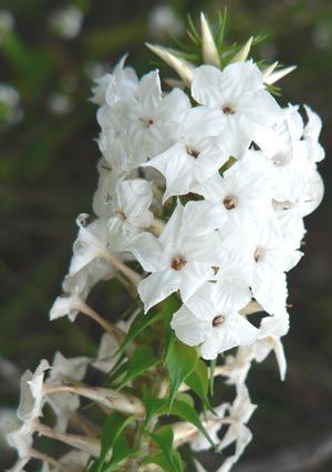 Woollsia pungens Snow wreath