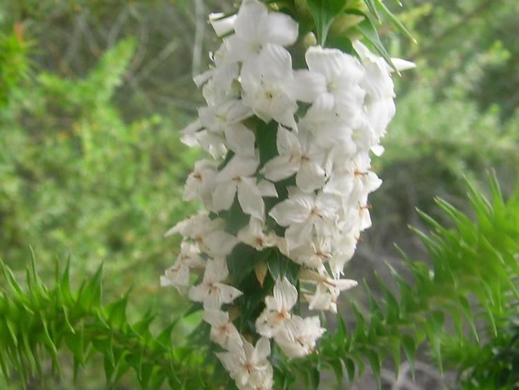 Woollsia Australian Ericaceae