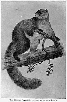 Woolly flying squirrel httpsuploadwikimediaorgwikipediacommonsthu