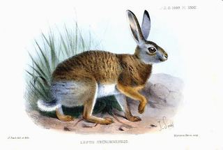 Woolly hare Woolly hare Lepus oiostolus facts