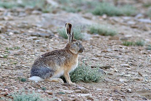 Woolly hare Ladakh Birds Mammals of the Tibetan Plateau