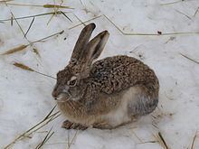 Woolly hare httpsuploadwikimediaorgwikipediacommonsthu