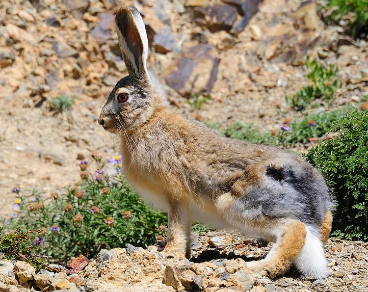 Woolly hare Tibetan Woolly Hare Lepus oiostolus Like to see the pict Flickr