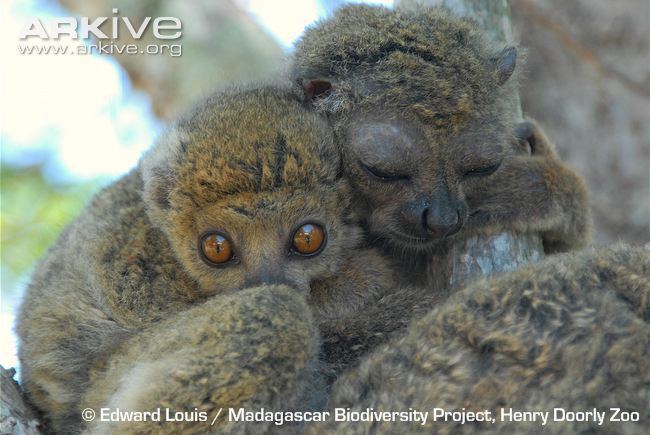 Woolly lemur Bemaraha woolly lemur videos photos and facts Avahi cleesei ARKive