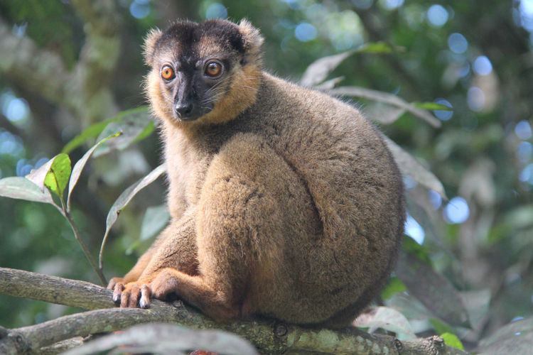 Woolly lemur Kathryn Scobie The Southern Woolly Lemur of Madagascar Discover