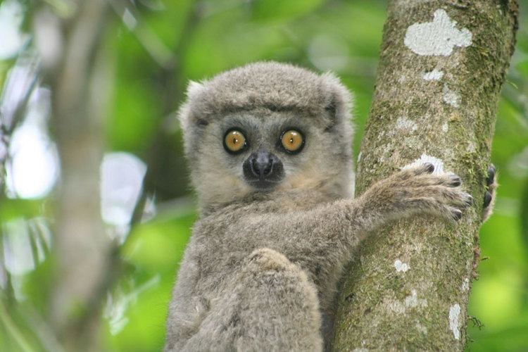 Woolly lemur woollylemurjpg 900600 Pixel Primates Old World Western Woolly