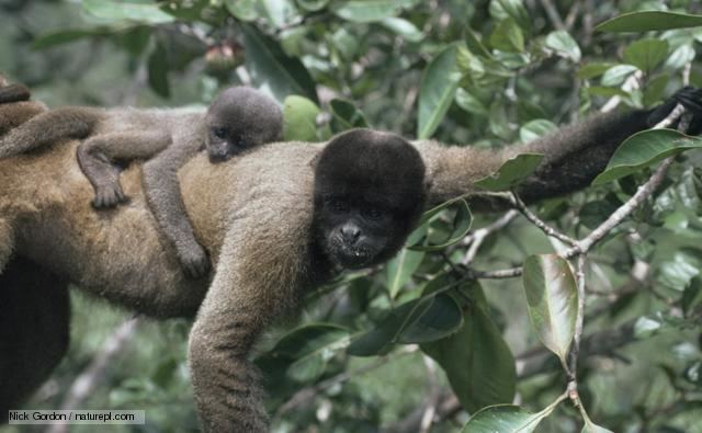 Woolly monkey BBC Nature Common woolly monkey videos news and facts
