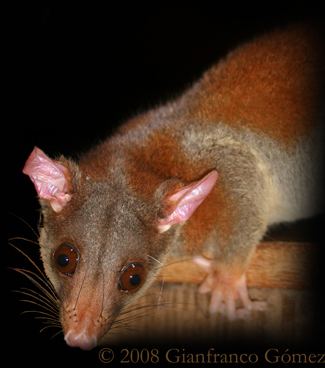 Woolly opossum Woolly Opossum Caluromys derbianus The Night Tour Drake Bay