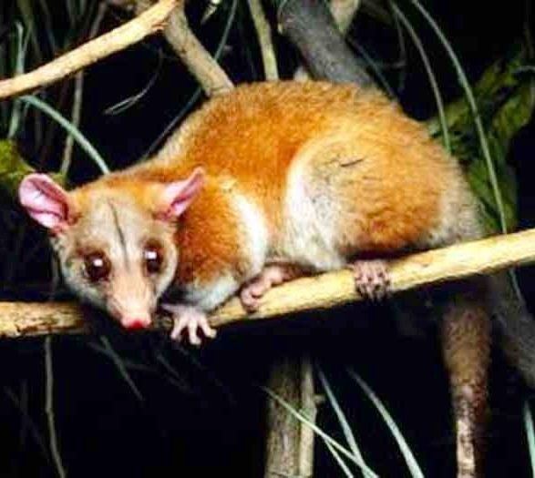 Woolly opossum Derbys Woolly Opossum is a primarily an arboreal opossum Its