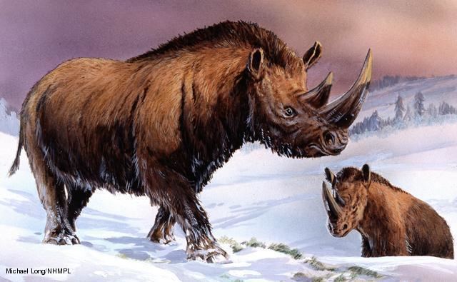 Woolly rhinoceros BBC Nature Woolly rhinoceros videos news and facts