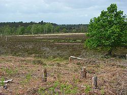 Woolmer Forest httpsuploadwikimediaorgwikipediacommonsthu