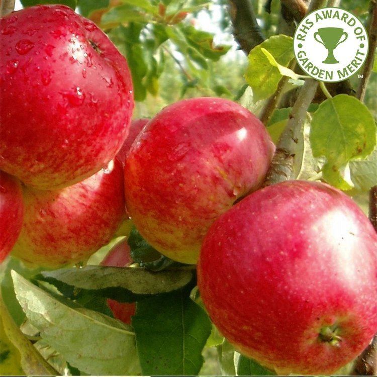 Worcester Pearmain Worcester Pearmain Apple Buy Apple Trees Purchase Apple Fruit Tree