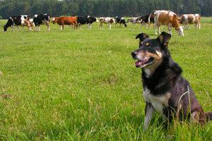 Working dog Types of working dogs Cesars Way