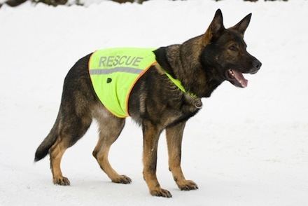 Working dog Working Dogs Archives Petful