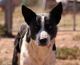 Working dog Working dog Wikipedia