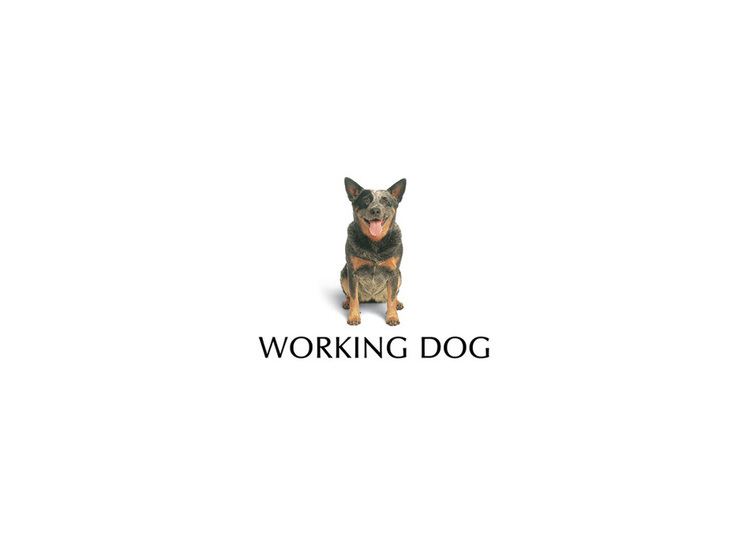Working Dog Productions wwwworkingdogcomelementslogolgjpg